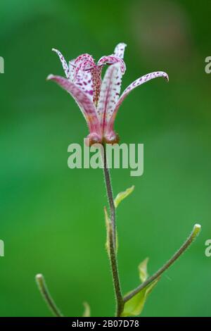 Toad lily (Tricyrtis hirta, Tricyrtis japonica), fiore Foto Stock
