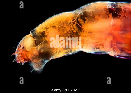 Midges e gnats non mordenti (Chironomidae), larve in microscopie leggere, Germania Foto Stock