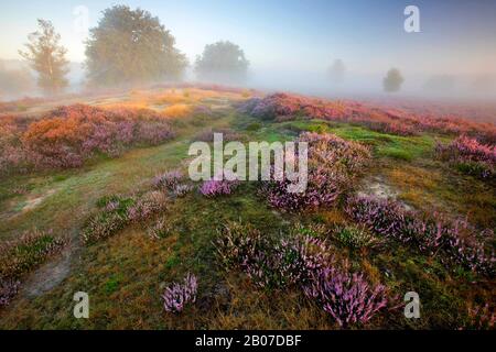 Heather comune, Ling, Heather (Calluna vulgaris), brughiera in fiore nella riserva naturale di Kampina all'alba, Paesi Bassi, Noord-Brabant, Kampina riserva naturale, Kampina Foto Stock