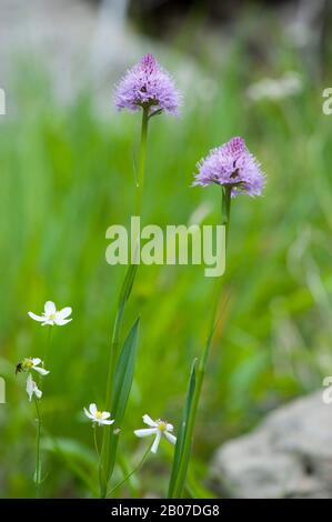 Orchidea del globo, Orchidea rotonda, Orchidea rotonda (Traunsteinera globosa), fioritura, Austria, Kleinwalsertal Foto Stock