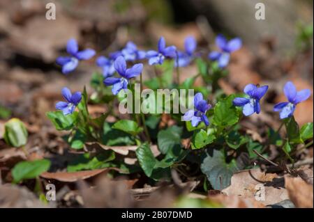 Inizio dog-violetto (viola reichenbachiana), fioritura, Germania Foto Stock