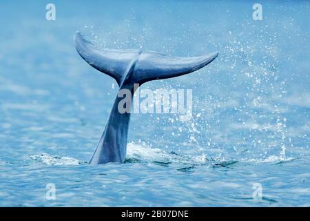 Delfino Bottlenosed, delfino comune imbottigliato (Tursiops truncatus), sottommering, pinna di coda che guarda l'acqua, Regno Unito, Scozia, Isola Nera, Chanonry Point Foto Stock