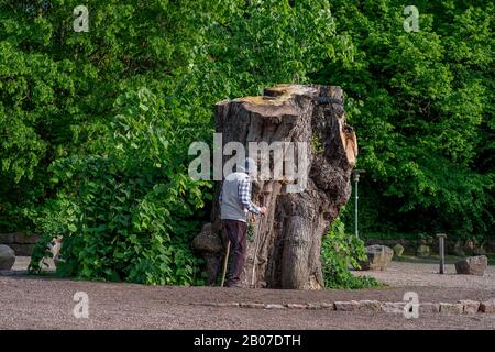 Tiglio lievitato, littleleaf linden, linden fogliare (Tilia cordata), vecchio tronco di tiglio abbattuto Bordesholmer Linde, Germania, Schleswig-Holstein, Bordesholm Foto Stock
