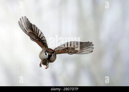 Passero montanus (Passer montanus), in volo, vista frontale, Germania Foto Stock