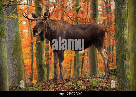 Elk, alce europea (Alces alces alces), alk alca in piedi in una foresta d'autunno, vista laterale Foto Stock