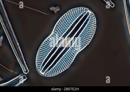 Diatom (Diatomeae), in microscopia a contrasto Di Fase, Germania Foto Stock