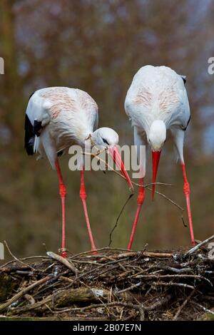 Cicogna bianca (Ciconia ciconia), coppia di cicogne bianche che costruiscono il loro nido, Germania, Renania Settentrionale-Vestfalia, Muensterland Foto Stock