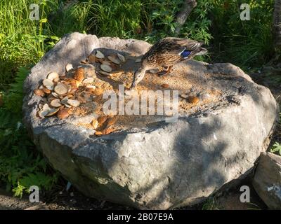 Mallard (Anas platyrhynchos), cibo abbondante per Ducks, Norvegia, Troms Foto Stock