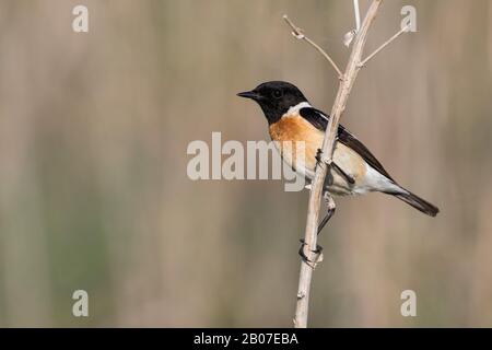 stonechat siberiano, stonechat asiatico (Saxicola maurus), maschio che perching ad un gambo, Kazakhstan Foto Stock