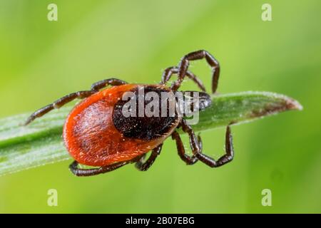 Tick europeo di ricino, tick europeo di pecora (Ixodes ricinus), che si annidano in cima ad una lama di erba, Germania, Baviera, Niederbayern, bassa Baviera Foto Stock