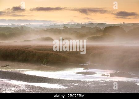 Zona umida a Teifi rivier in Morning Mist, Regno Unito, Galles, Pembrokeshire, Cilgerran Foto Stock