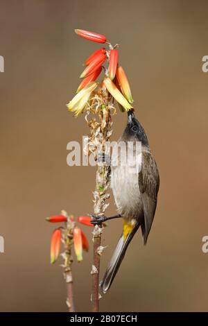 Bulbul giardino, bulbul comune (Pycnonotus barbatatus), bere nettare a un fiore di Aloe, Sud Africa, Krueger National Park Foto Stock