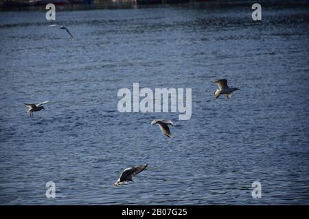 Uccelli che volano sul fiume Nilo / splendida vista per Assuan Egitto e Nubian Egyptian cultura. Barca a vela in barca a vela sul fiume Nilo e porto con uccelli Foto Stock