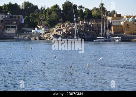 Uccelli che volano sul fiume Nilo / splendida vista per Assuan Egitto e Nubian Egyptian cultura. Barca a vela in barca a vela sul fiume Nilo e porto con uccelli Foto Stock