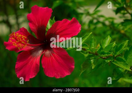 Giallo naturale e rosso fiore java Foto Stock