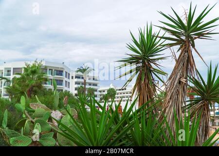 Palme e cactus su una spiaggia di Cipro. Foto Stock