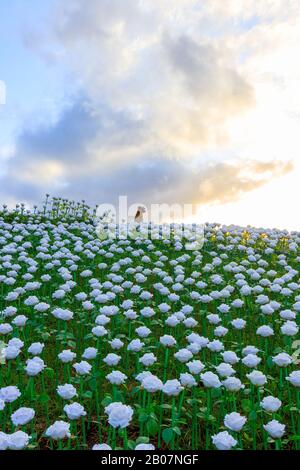 Lintaon Peak & Cave/16k Blossoms A Baybay City, Leyte, Filippine Foto Stock