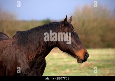 Inglese cavallo purosangue, ritratto di maschio Foto Stock