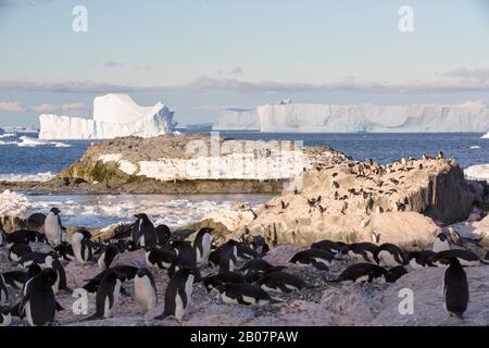 Adélie pinguino, Pygoscelis adeliae nidificazione sull'isola di Gourdin, al largo della punta settentrionale della penisola antartica. Foto Stock