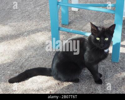 Giovane gatto nero in cerca di scraps in una taverna nella città murata di Monemvasia, Laconia, Peloponneso, Grecia Foto Stock