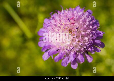 Knautia arvensis, Campo Scabious, Meadow vedova fiore, macro foto Foto Stock