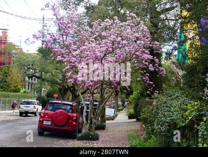 New Orleans, Louisiana, Stati Uniti - 4 Febbraio. 2020 - la vista della strada decorata da alberi di magnolia rosa vicino al Garden District Foto Stock