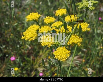 Due scarafaggi verdi di rosa (Cetonia aurata o Golden Beetle), uno con il corpo metallizzato e lo scutellum a V. Peloponneso, Grecia. Foto Stock