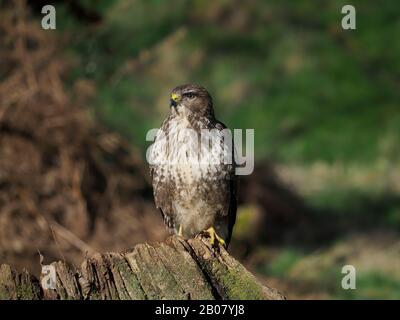 Buzzard comune, Buteo buteo, uccello singolo su moncone, Warwickshire, febbraio 2020 Foto Stock