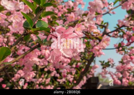 Fiori di pesca rosa colorati in giornata di sole contro il cielo blu Foto Stock