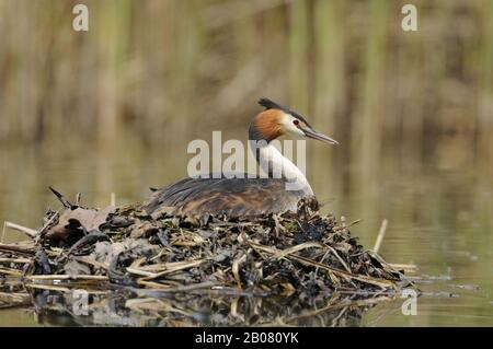 Haubentaucher (Podiceps cristatus) Foto Stock