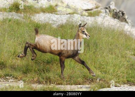 Gämse (Rupicapra rupicapra) Foto Stock