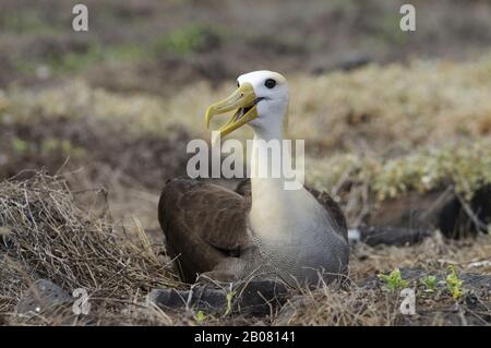 Galapagos-Albatros (Diomedea irrorata), Insel Espanola, Galapagos, Ecuador, Südamerika Foto Stock