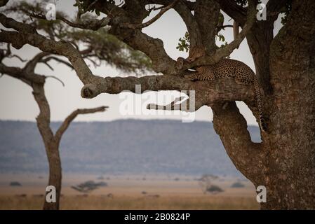 leopardo maschile si addormenta sul ramo dell'albero Foto Stock