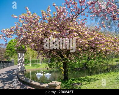 Scenario primaverile all'aperto nel parco Regents con ciliegio rosa in fiore lungo il fiume in una giornata di sole a Londra Foto Stock