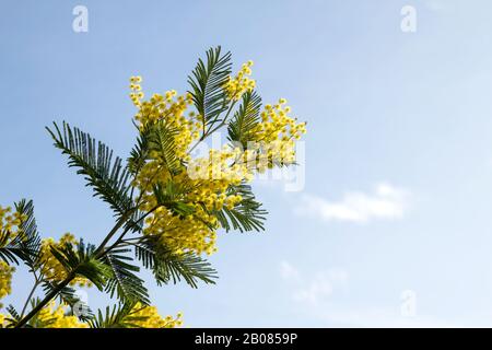 Dealbata di acacia in fiore con fiori gialli e foglie verdi Foto Stock