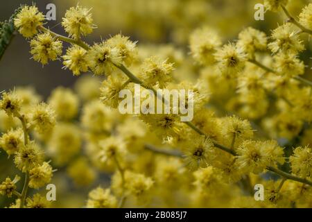 Dettaglio fiori gialli dealbata di acacia in fiore Foto Stock