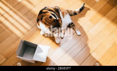 Direttamente sopra la vista del gatto carino giocare con una scatola aperta sul pavimento in parquet di legno Foto Stock