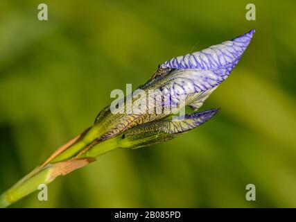 iris versicolor è anche comunemente conosciuta come la bandiera blu, harlequin blueflag, bandiera blu più grande, bandiera blu settentrionale e bandiera veleno Foto Stock