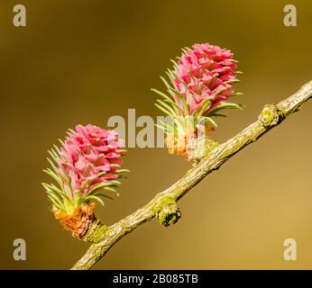 due fiori femminili di larice rosa (larix) su un ramoscello, dettaglio Foto Stock