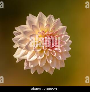 rosa dahlia fiore closeup isolato senza stelo Foto Stock