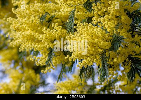 Dettaglio di fiori gialli di acacia dealbata Foto Stock