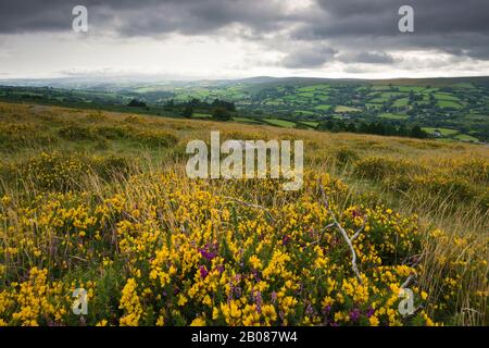 Gorge e erica su Bonehill Giù a fine estate nel Parco Nazionale di Dartmoor, Devon, Inghilterra. Foto Stock
