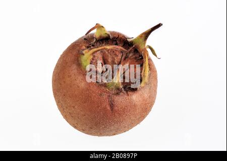 Nespilo comune (Mespilus germanica) che mostra frutta / pomes su sfondo bianco Foto Stock