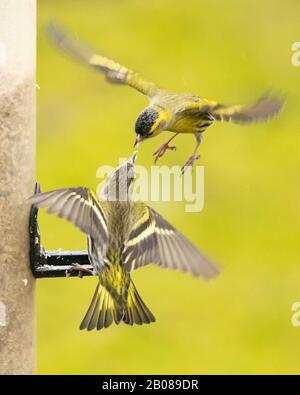 Siskin Siskins su alimentatore di uccelli che squabbling sopra i semi di girasole - Regno Unito Foto Stock