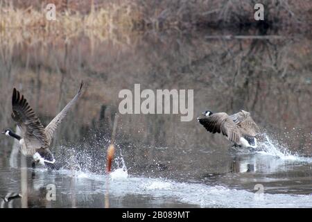 Canadese Geese prendere il volo fuori stagno Foto Stock