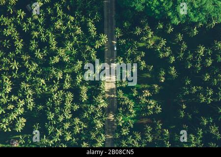 Palm albero giungla nelle filippine. Concetto circa wanderlust viaggi tropicali. Foto Stock