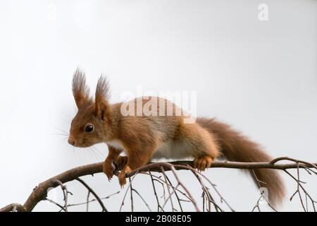 scoiattolo curioso su un ramo Foto Stock