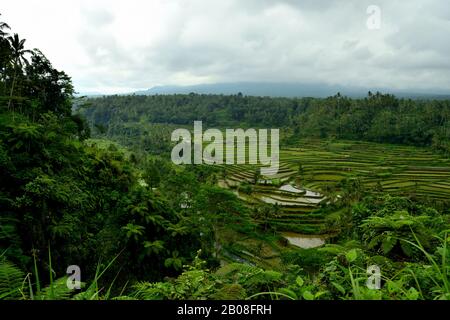 Splendida vista sulle bellissime risaie terrazzate Foto Stock