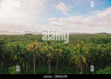 Palm albero giungla nelle filippine. Concetto circa wanderlust viaggi tropicali. Foto Stock