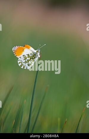 Farfalla con punta arancione (Antocharis cardamines) UK Foto Stock